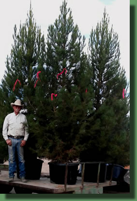 Archer Eldarica Afghan Pine Freight